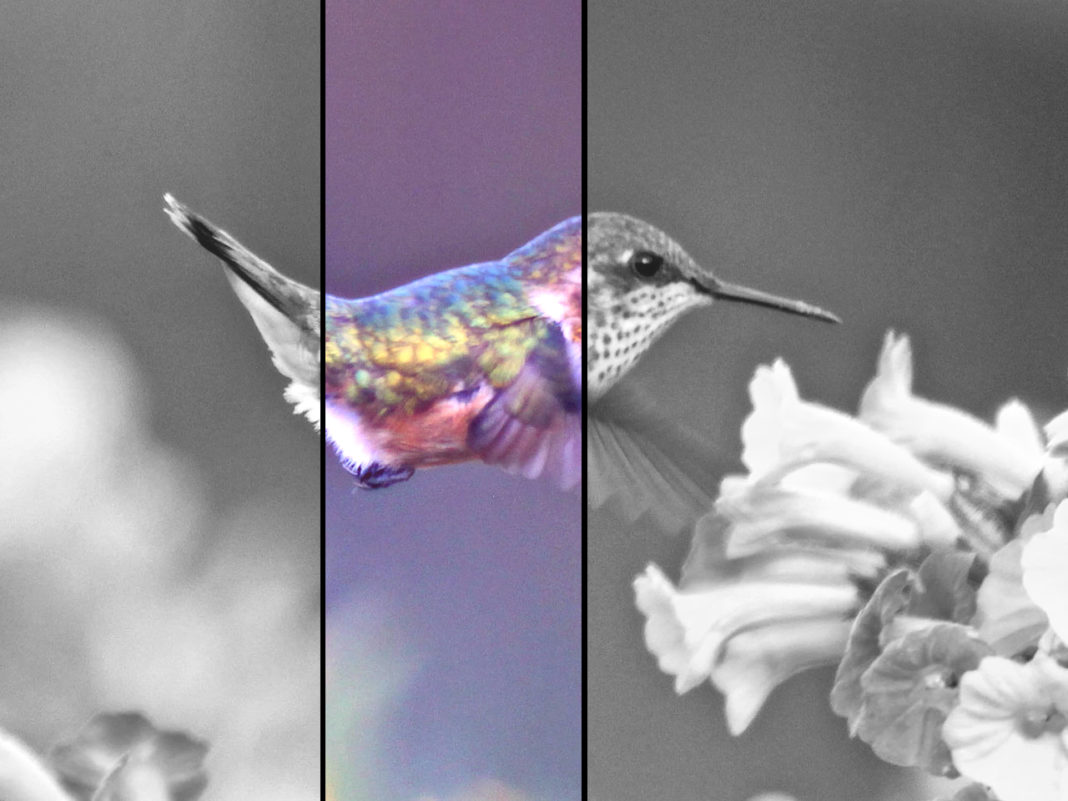 un Hummingbird che vola vicino a fiori