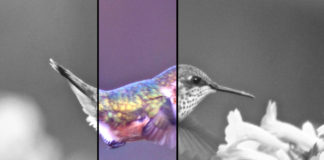 un Hummingbird che vola vicino a fiori